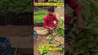 #farmer #goat #goatfarming #farming #goathusbandry #goatfarmer #agriculture #goatfarm#youtubeshorts