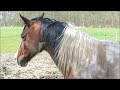 paard in de wei doet kunstje