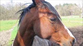 Paard in de wei doet kunstje