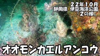 オオモンカエルアンコウ（’２２年１０月　静岡県IOP）｜ダイビング｜【よしおちゃんねる】