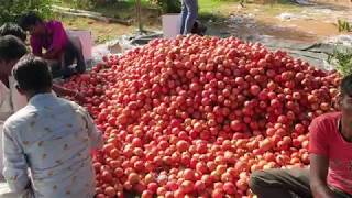 Pomegranate Grading and Packing