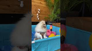 夏とプールとポメラニアン #shorts #ポメラニアン #夏の思い出 #犬とお出かけ #dog #pomeranian #summer