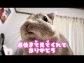 ご飯を待ちきれず直食べしちゃう うさぎさん🐰