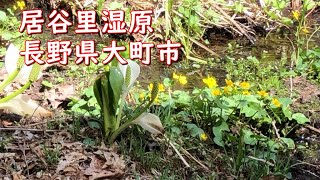 大町散策｜居谷里（いやり）湿原　#ミズバショウ　～下諏訪神社～アニメの聖地「稲尾駅」～木崎湖～【仁科十三番】三橋堂　｜2020.5.7　長野県大町市【今日のねー散歩】