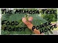 One Of The Best Beneficial Trees For Your Food Forest |  Mimosa Tree