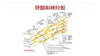 【骨科物理治疗评估】01原则与观念｜检查①