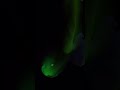 Smoke Cursor Effect using HTML CSS JS |  #coding #viral #trending #design #929 #css #code #viral