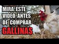 Cuidados Basicos para tus GALLINAS |   BIENESTAR ANIMAL