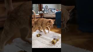 知ってて得しない動物雑学「猫の足音が無音な理由」