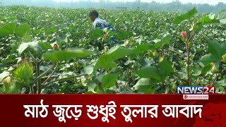 চলতি মৌসুমে তুলা চাষে ব্যাপক সফল হয়েছেন চাষীরা | News24