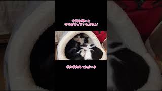 【しあわせだより】お外は寒くても、ポカポカに過ごす子猫の一日 #Shorts