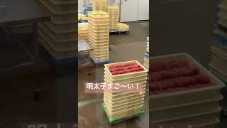 明太子工場の作業❣️