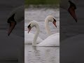 swan lake serenade 🦢✨dancing swans in the rain 🌧️ wildlifephotography