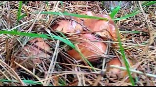 Grzybobranie Maślaki pierwsze grzyby Mushroom picking of butterflies interrupt first Suillus luteus