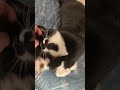 空中を泳ぐハチワレ猫🐈tuxedo catざきお【猫動画】