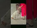 #save #streetdogs #sewa shraddha foundation #shorts