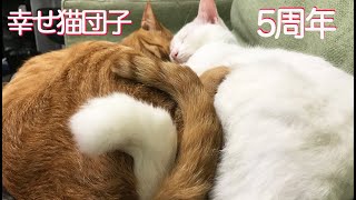 ベテラン子猫、5年目のしあわせ猫団子