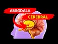 🔴LA AMIGDALA CEREBRAL | 🧠NEUROCIENCIA