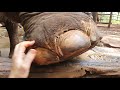 elephant front left foot abscess trim pt 2 of 2