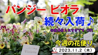 今週の花便り #58【2023.11.2】バンジー・ビオラ　続々入荷♪【入荷情報を最速でお届け】