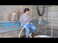 Adorable Kako Family Playing Water In Large Bowl