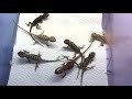 鬆獅蜥bb食毛蟀：bearded dragon eating cricket