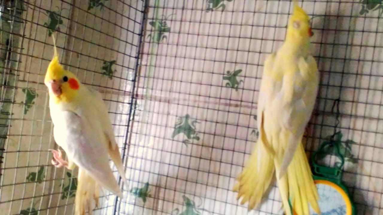 Cockatiel Whistling Youtube