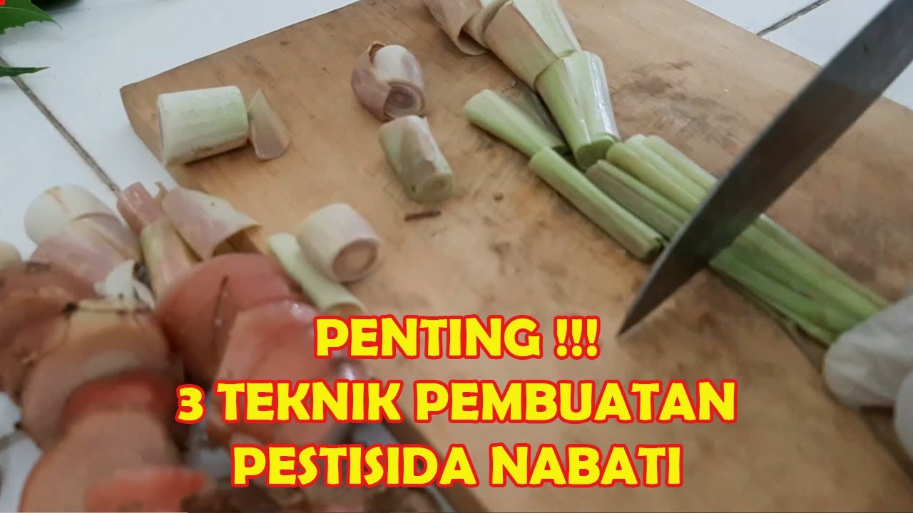 Simak 3 Cara Membuat Pestisida Nabati - YouTube