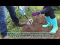 how to plant a hedge hedgerow week 2020