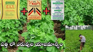 పత్తి పంట లో ఎరువుల యాజమాన్యం//fertilizer in cotton crop