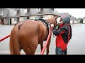 stage d’initiation au trot attelé au domaine de grosbois à boissy st léger