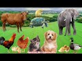 Cute little Animals - Dog, Cat, Chicken, Elephant, Cow, Tortoise, Horse, Pig, Hen - Animal Sounds