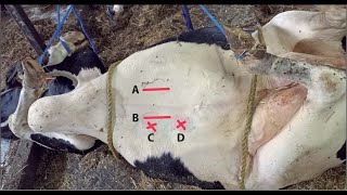 Cow farming 🐄 Rumenotomy in animal l impaction of rumen l Bloat l Tympany