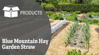 Blue Mountain Hay - Garden Straw