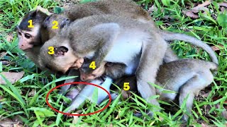 OH NO Stop, There are Five babies monkey force and sin on baby Sami, by many of his brother, because