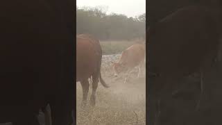 【牛起來】20230123 貓羅溪牛群 牛群回家塵土飛揚