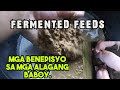 Fermented Feeds Para Sa Mga Patabaing Baboy.