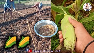 ଲଗାଇବା ଠାରୁ ତୋଳିବା ପର୍ଯ୍ୟନ୍ତ ମକା ଚାଷ 🌽 Maize Farming #aame_desia_lok