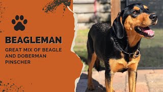 Beagleman - Great Mix of Beagle and Doberman Pinscher