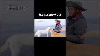 강아지에게 간택 당한 한국기행 PD #Shorts