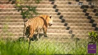 সুন্দরবন বাংলাদেশে বৈচিত্র্যময় দৃশ্য। আমাদের ঐতিহ্য. Bangladesh sundarban tigar places