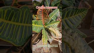 Как цветёт кротон. Croton blossom. Комнатные растения.