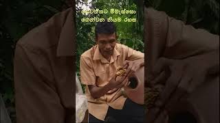 ගෙවත්තට මීමැස්සො ගෙන්වන නියම රහස |The real secret to bring bees to the garden #shorts #short