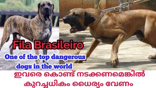 ഇവരെ കണ്ടാൽ തന്നെ ആരും ഒന്ന് പേടിക്കും|Fila Brasileiro Dogs|Brazilian Mastiff|Dog sale Kerala