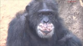 Chimpanzees Gayi \u0026 Anna at Toyohashi Zoo