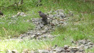 丹沢水沢林道のヒヨドリの水浴び　その３（4K60P動画）