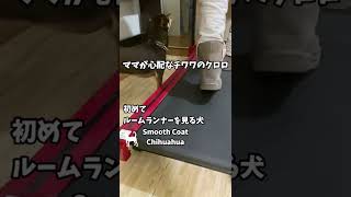 (チワワ) 初めてルームランナーを見た犬 #shorts