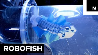 This Realistic Robofish Could Be the Future of Collecting Data Under Water