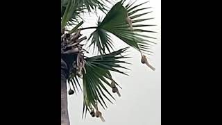 ഓലഞ്ഞാലി കുരുവി 🐦🐦🌴🌴