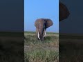 Bull Elephant in Amboseli National Park | 2024 Africa Special